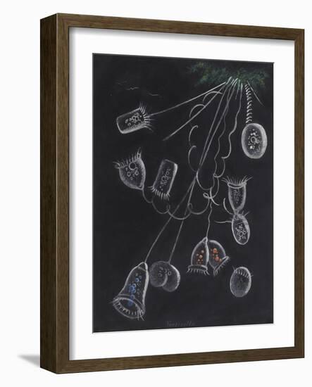 Vorticella-Philip Henry Gosse-Framed Giclee Print