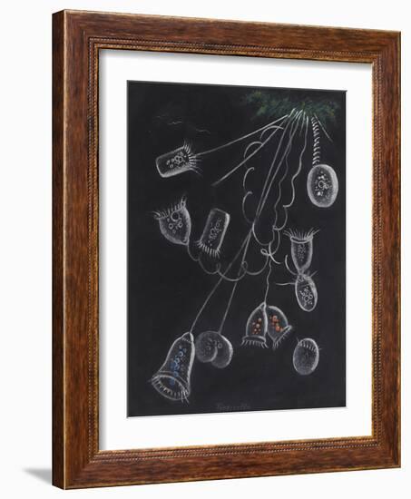 Vorticella-Philip Henry Gosse-Framed Giclee Print