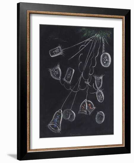 Vorticella-Philip Henry Gosse-Framed Giclee Print