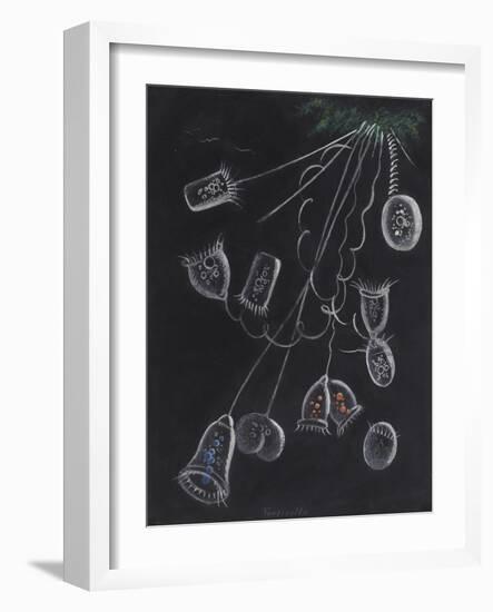 Vorticella-Philip Henry Gosse-Framed Giclee Print