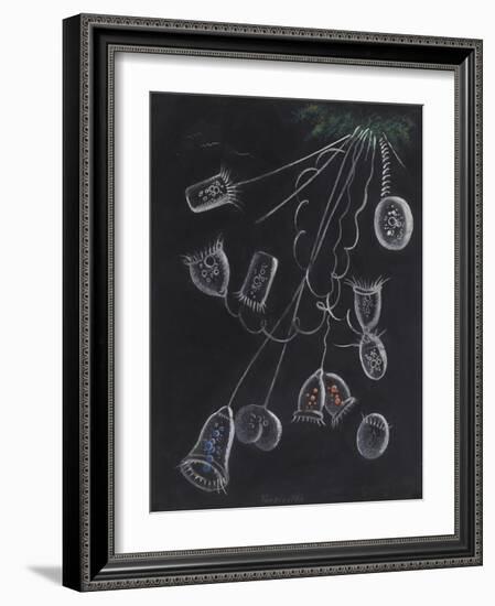 Vorticella-Philip Henry Gosse-Framed Giclee Print