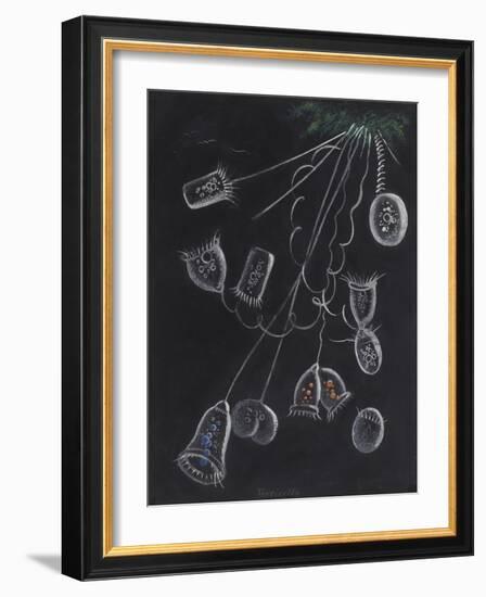 Vorticella-Philip Henry Gosse-Framed Giclee Print