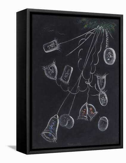 Vorticella-Philip Henry Gosse-Framed Premier Image Canvas