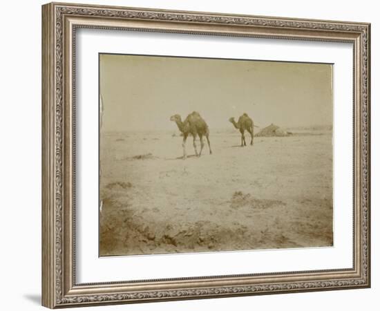 Voyage en Algérie : chameaux près de Biskra-Henri Jacques Edouard Evenepoel-Framed Giclee Print