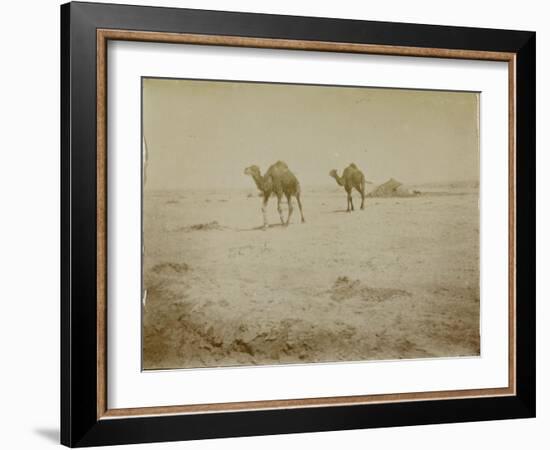 Voyage en Algérie : chameaux près de Biskra-Henri Jacques Edouard Evenepoel-Framed Giclee Print