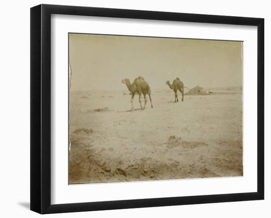 Voyage en Algérie : chameaux près de Biskra-Henri Jacques Edouard Evenepoel-Framed Giclee Print