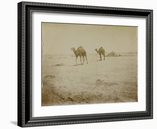 Voyage en Algérie : chameaux près de Biskra-Henri Jacques Edouard Evenepoel-Framed Giclee Print