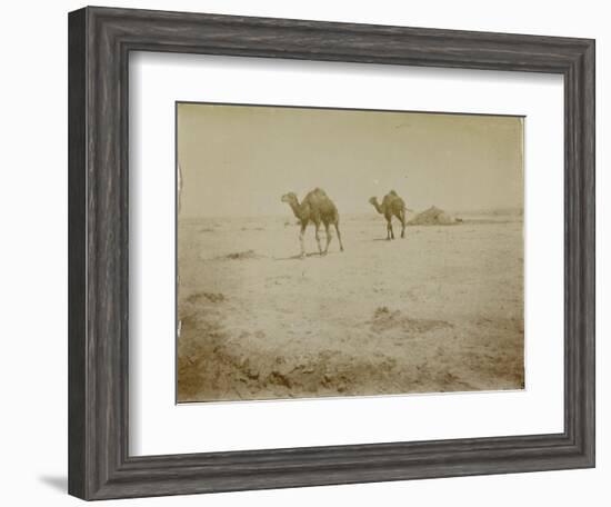 Voyage en Algérie : chameaux près de Biskra-Henri Jacques Edouard Evenepoel-Framed Giclee Print