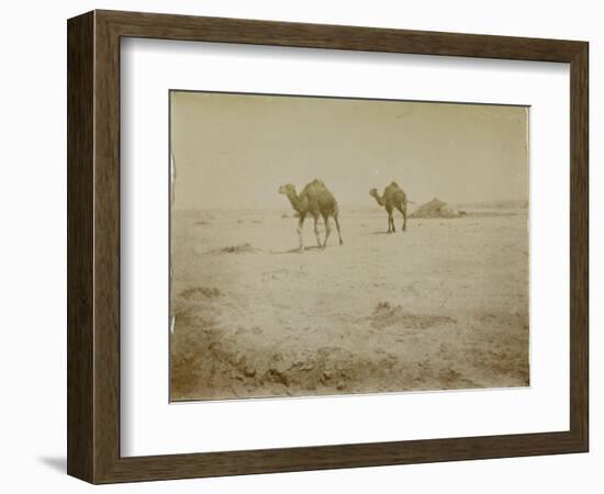 Voyage en Algérie : chameaux près de Biskra-Henri Jacques Edouard Evenepoel-Framed Giclee Print