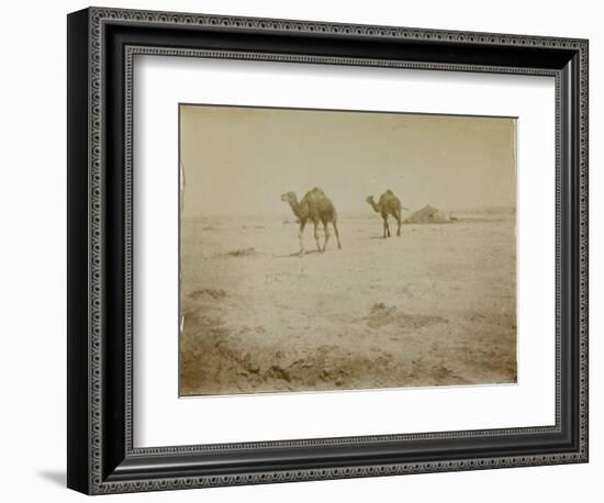 Voyage en Algérie : chameaux près de Biskra-Henri Jacques Edouard Evenepoel-Framed Giclee Print