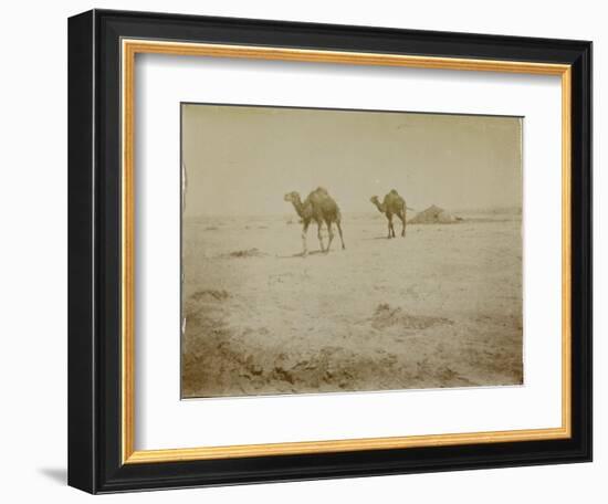 Voyage en Algérie : chameaux près de Biskra-Henri Jacques Edouard Evenepoel-Framed Giclee Print