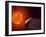 Vulcanoid Asteroid And Sun, Artwork-Equinox Graphics-Framed Photographic Print