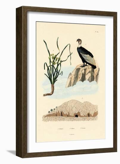 Vulture, 1833-39-null-Framed Giclee Print
