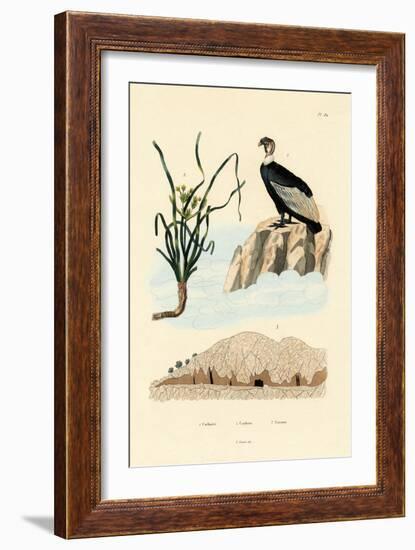 Vulture, 1833-39-null-Framed Giclee Print