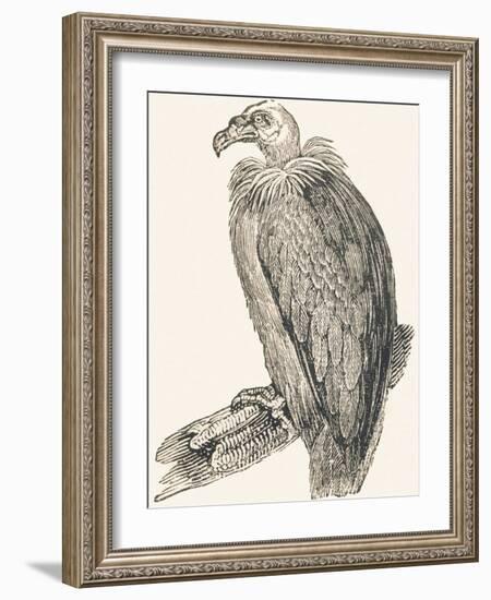 Vulture, 1850 (Engraving)-Louis Simon (1810-1870) Lassalle-Framed Giclee Print