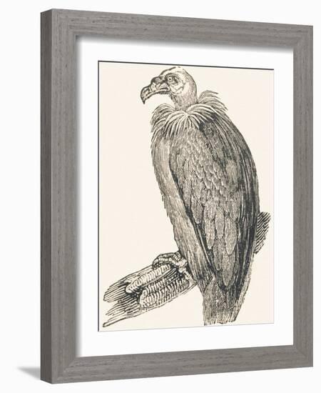 Vulture, 1850 (Engraving)-Louis Simon (1810-1870) Lassalle-Framed Giclee Print