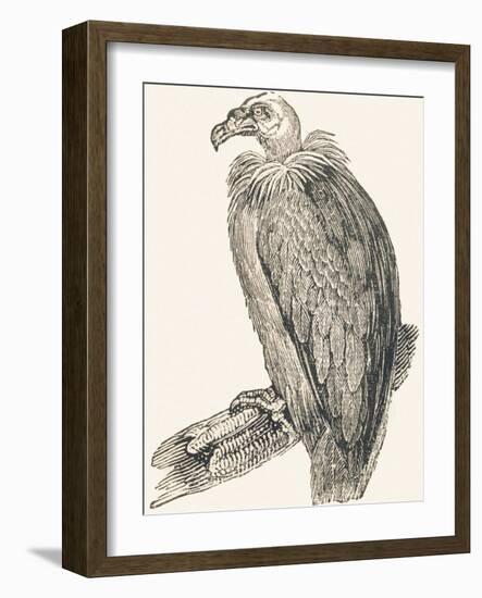 Vulture, 1850 (Engraving)-Louis Simon (1810-1870) Lassalle-Framed Giclee Print