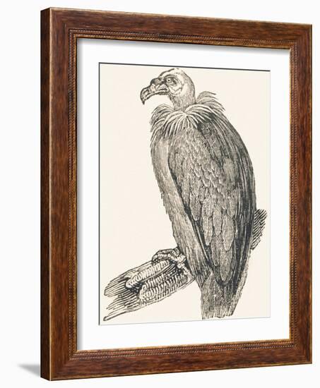 Vulture, 1850 (Engraving)-Louis Simon (1810-1870) Lassalle-Framed Giclee Print