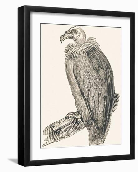 Vulture, 1850 (Engraving)-Louis Simon (1810-1870) Lassalle-Framed Giclee Print