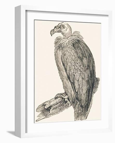 Vulture, 1850 (Engraving)-Louis Simon (1810-1870) Lassalle-Framed Giclee Print