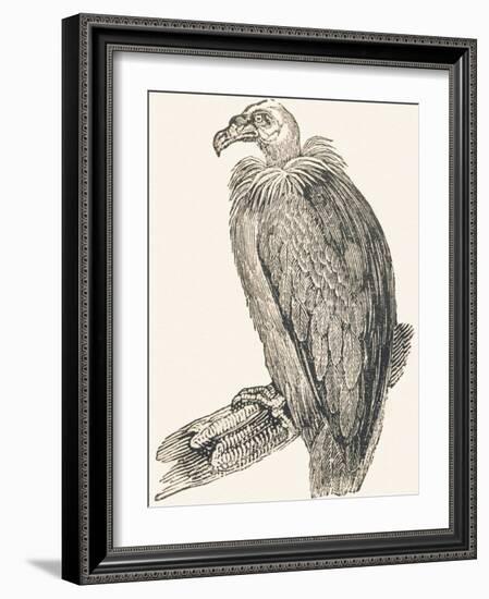 Vulture, 1850 (Engraving)-Louis Simon (1810-1870) Lassalle-Framed Giclee Print