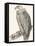 Vulture, 1850 (Engraving)-Louis Simon (1810-1870) Lassalle-Framed Premier Image Canvas