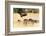 Vultures on a kill, Botswana, Africa-Karen Deakin-Framed Photographic Print