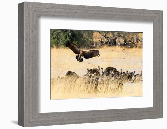 Vultures on a kill, Botswana, Africa-Karen Deakin-Framed Photographic Print