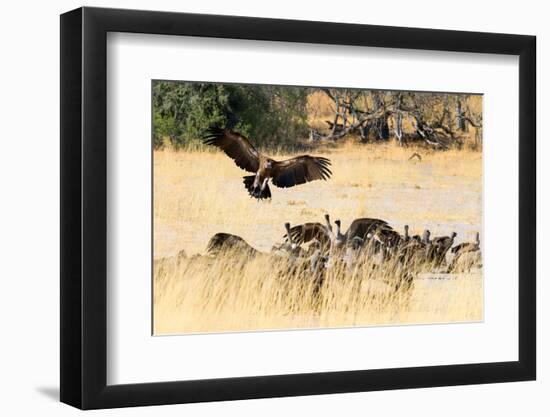 Vultures on a kill, Botswana, Africa-Karen Deakin-Framed Photographic Print