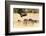 Vultures on a kill, Botswana, Africa-Karen Deakin-Framed Photographic Print