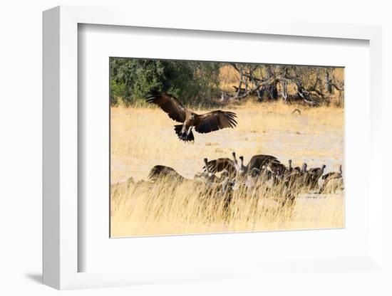 Vultures on a kill, Botswana, Africa-Karen Deakin-Framed Photographic Print