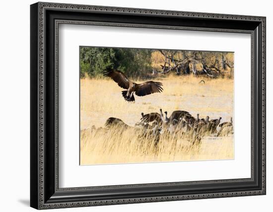 Vultures on a kill, Botswana, Africa-Karen Deakin-Framed Photographic Print