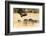 Vultures on a kill, Botswana, Africa-Karen Deakin-Framed Photographic Print