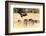 Vultures on a kill, Botswana, Africa-Karen Deakin-Framed Photographic Print