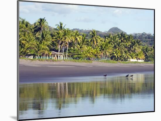 Vultures on the Beach at Playa Sihuapilapa, Pacific Coast, El Salvador, Central America-Christian Kober-Mounted Photographic Print