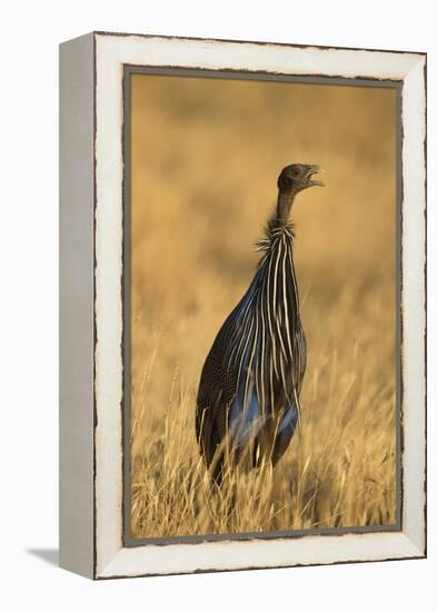 Vulturine Guineafowl-Joe McDonald-Framed Premier Image Canvas