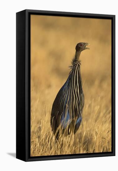 Vulturine Guineafowl-Joe McDonald-Framed Premier Image Canvas