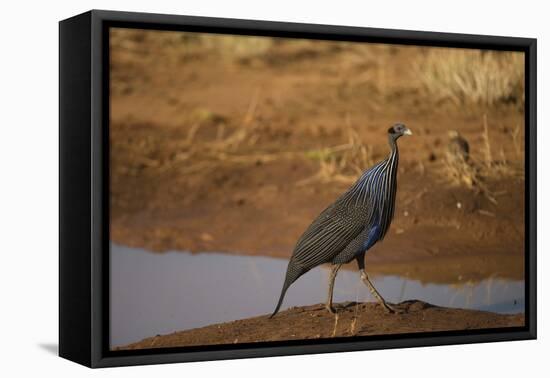 Vulturine Guineafowl-Joe McDonald-Framed Premier Image Canvas