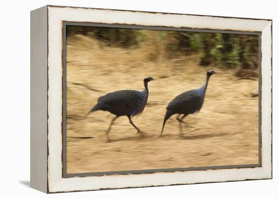 Vulturine Guineafowl-Joe McDonald-Framed Premier Image Canvas