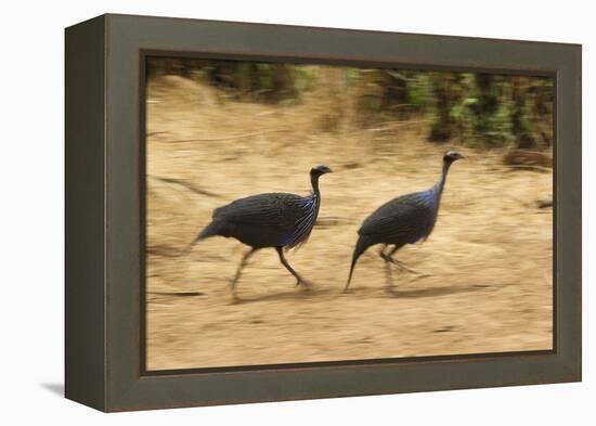 Vulturine Guineafowl-Joe McDonald-Framed Premier Image Canvas