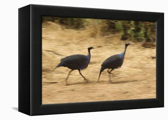 Vulturine Guineafowl-Joe McDonald-Framed Premier Image Canvas