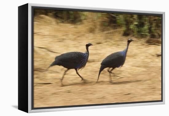 Vulturine Guineafowl-Joe McDonald-Framed Premier Image Canvas