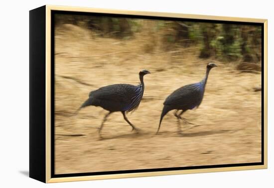 Vulturine Guineafowl-Joe McDonald-Framed Premier Image Canvas