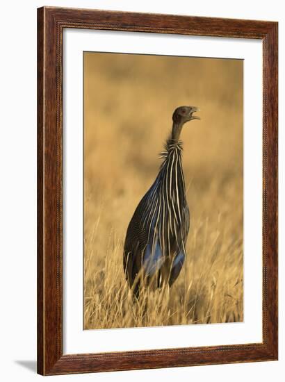 Vulturine Guineafowl-Joe McDonald-Framed Photographic Print