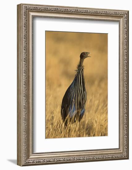 Vulturine Guineafowl-Joe McDonald-Framed Photographic Print