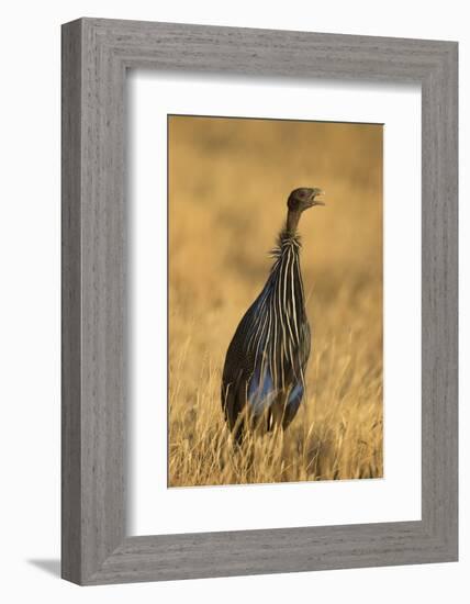 Vulturine Guineafowl-Joe McDonald-Framed Photographic Print