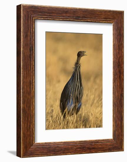 Vulturine Guineafowl-Joe McDonald-Framed Photographic Print