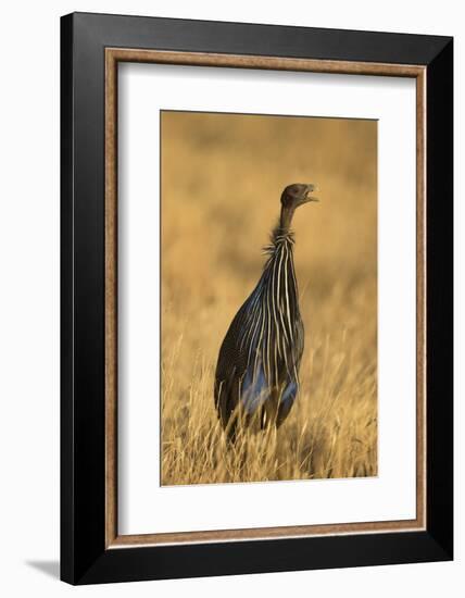 Vulturine Guineafowl-Joe McDonald-Framed Photographic Print