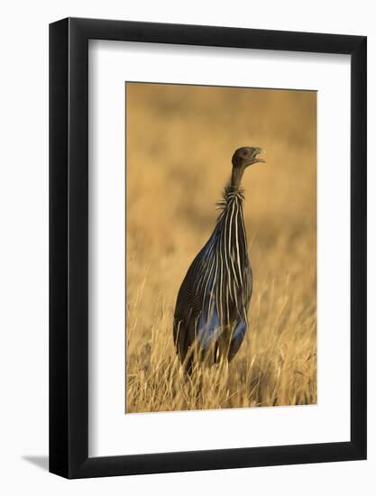 Vulturine Guineafowl-Joe McDonald-Framed Photographic Print