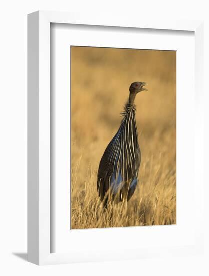 Vulturine Guineafowl-Joe McDonald-Framed Photographic Print